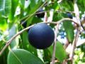 BLUE GRAPE